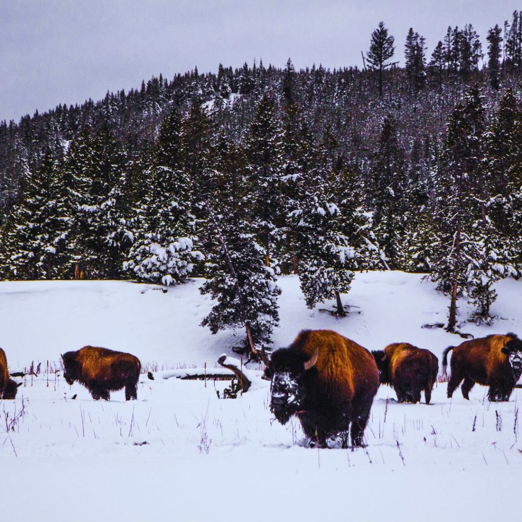 yellowstone bison in the snow